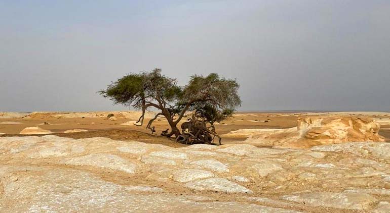 Elsanta Acacia Tree